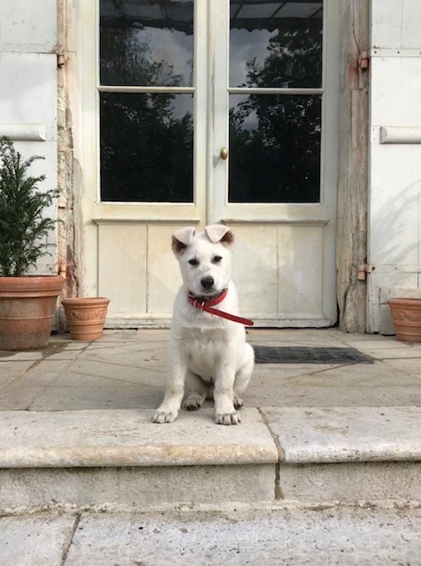 chateau de chauvaux puppy bobby churchill shepperd dog